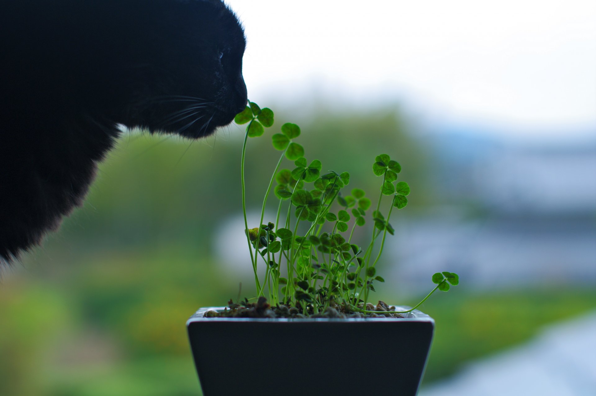 chat noir nez reniflant fleurs plante vert verdure vert gros plan