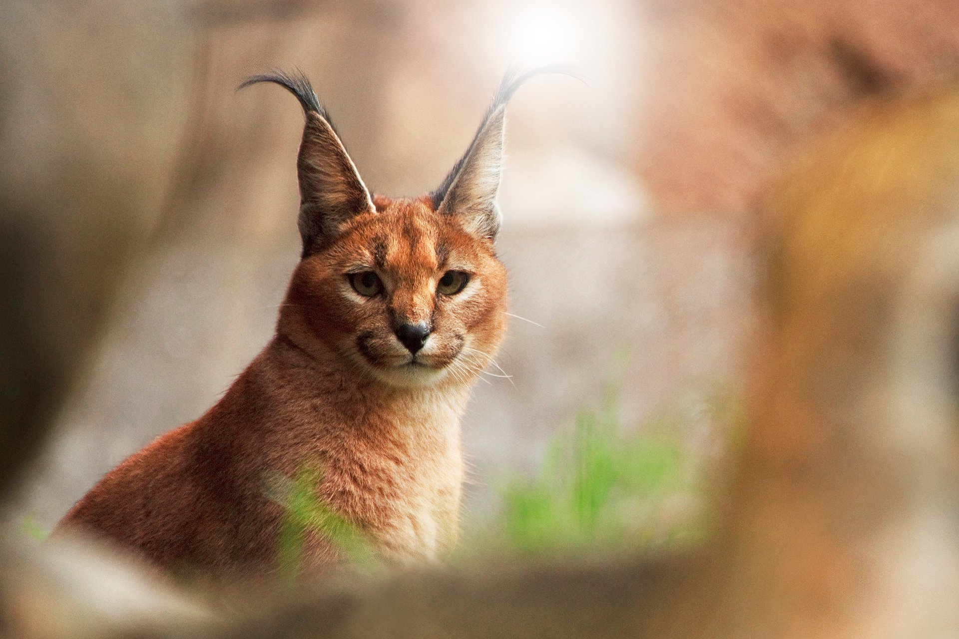 katze karakal suchen hintergrund rosengewässer