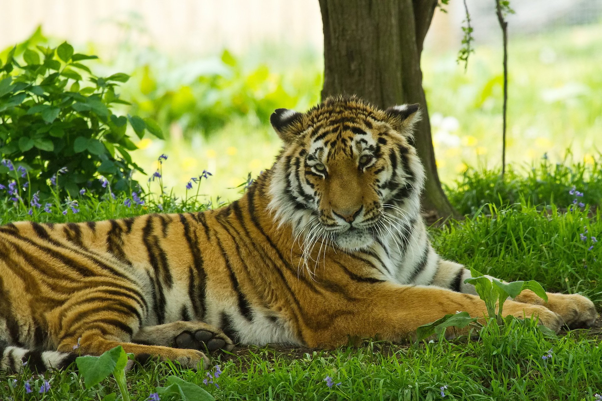 tigre hocico bigote hierba descanso sombra gato peludo depredador