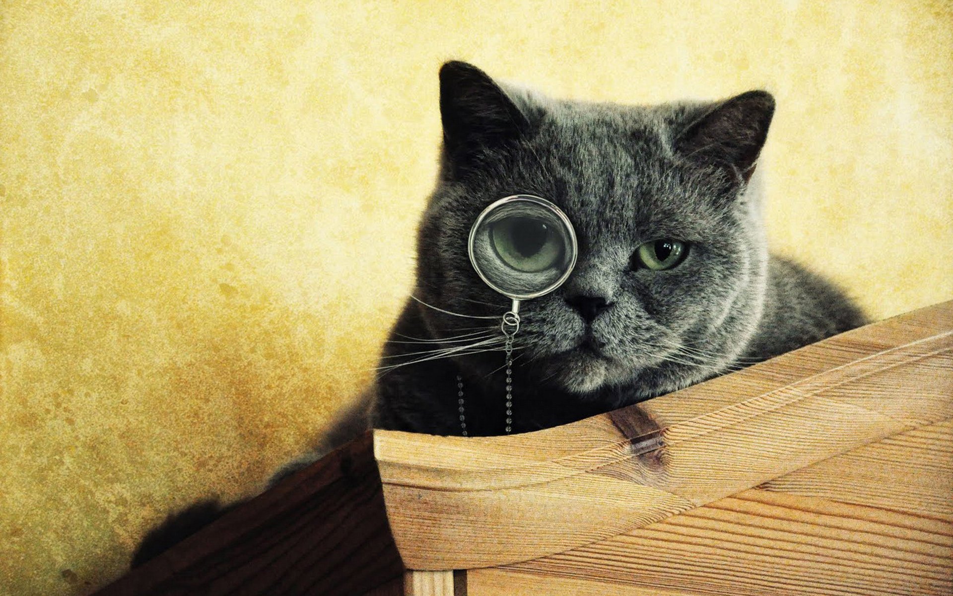 chat gris monocle à la recherche yeux museau