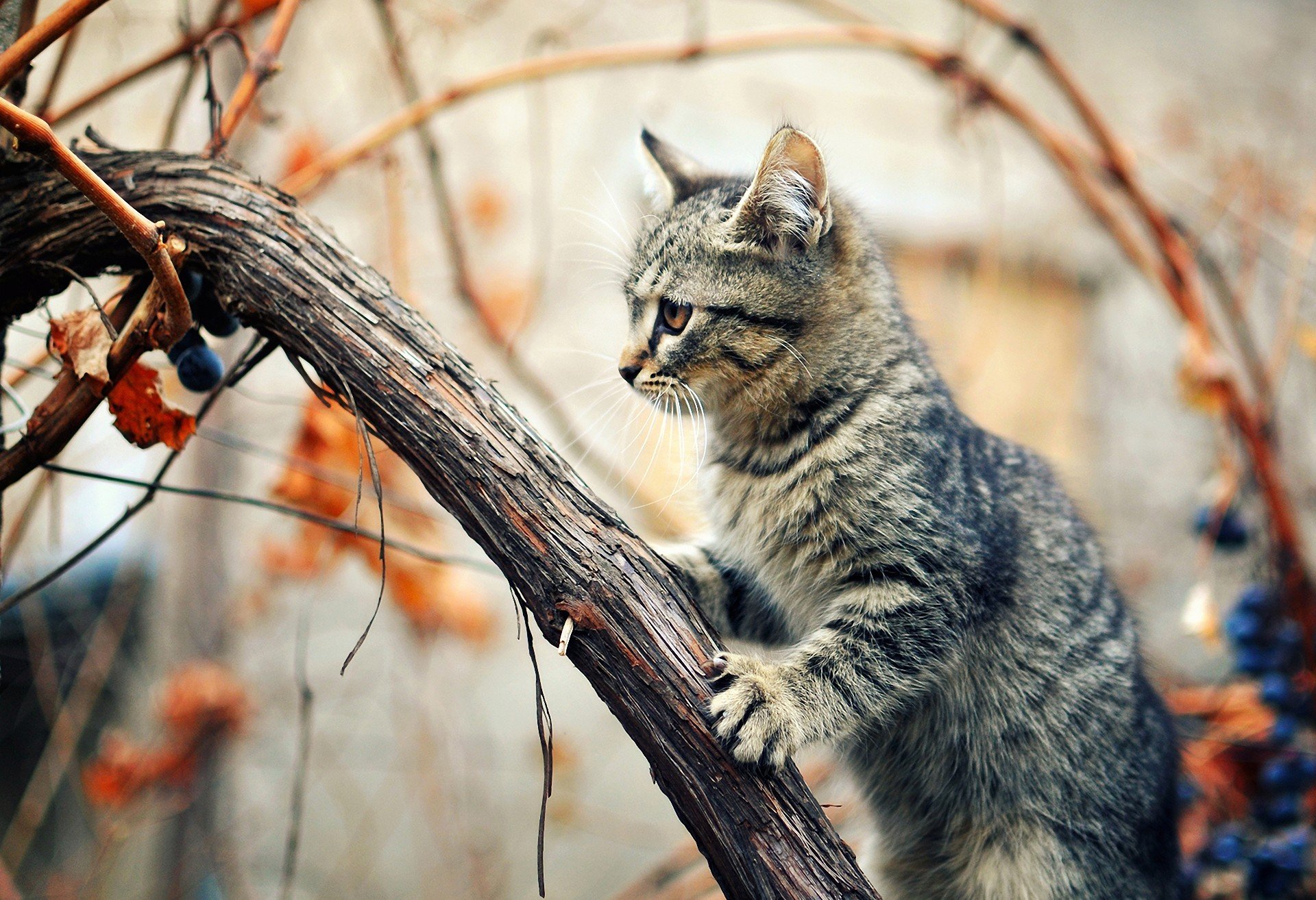 katze katze baum sitzend liane trauben herbst aufmerksamkeit