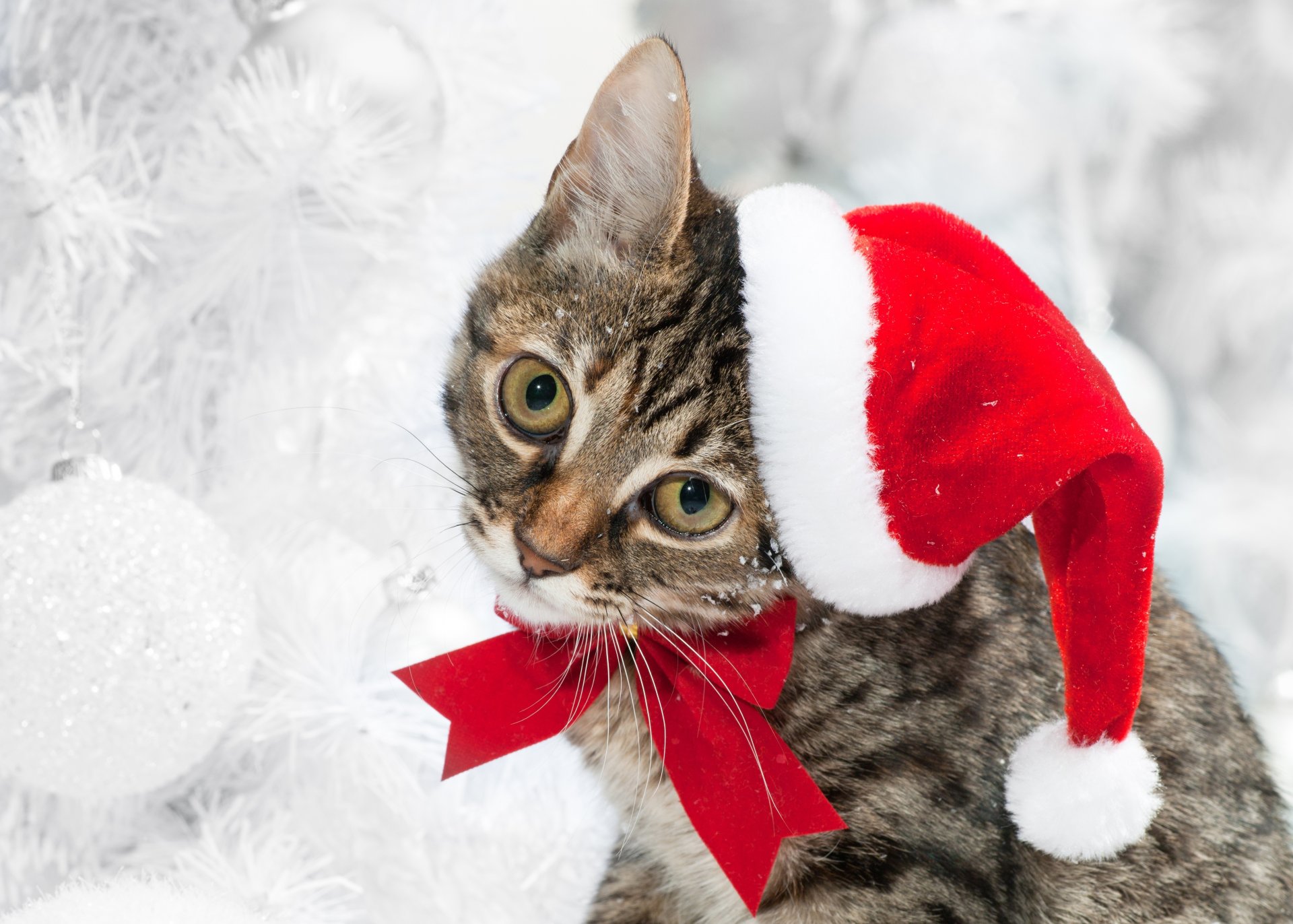 cat winter holiday hat bow