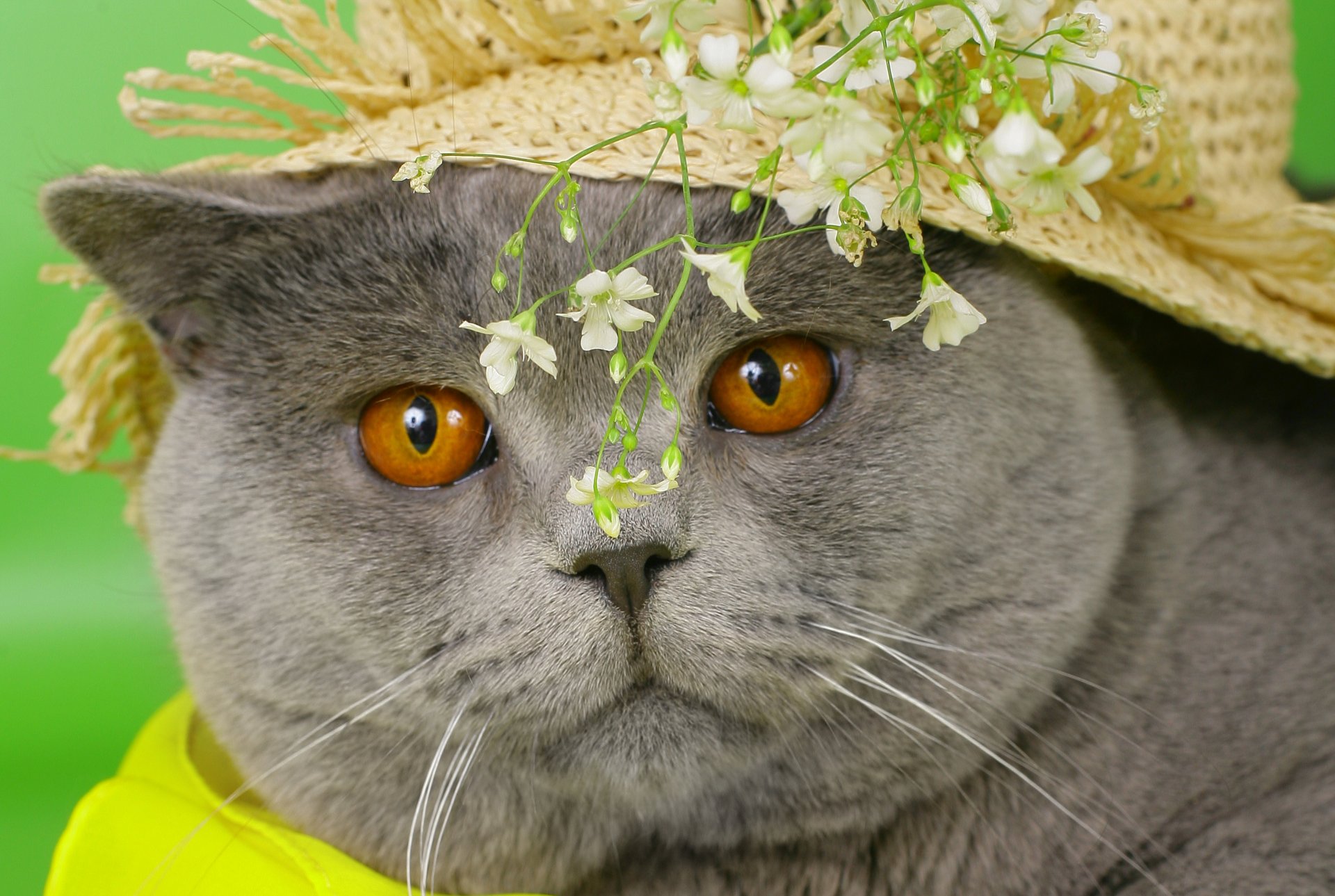 cat british british grey muzzle eyes yellow hat flowers cat