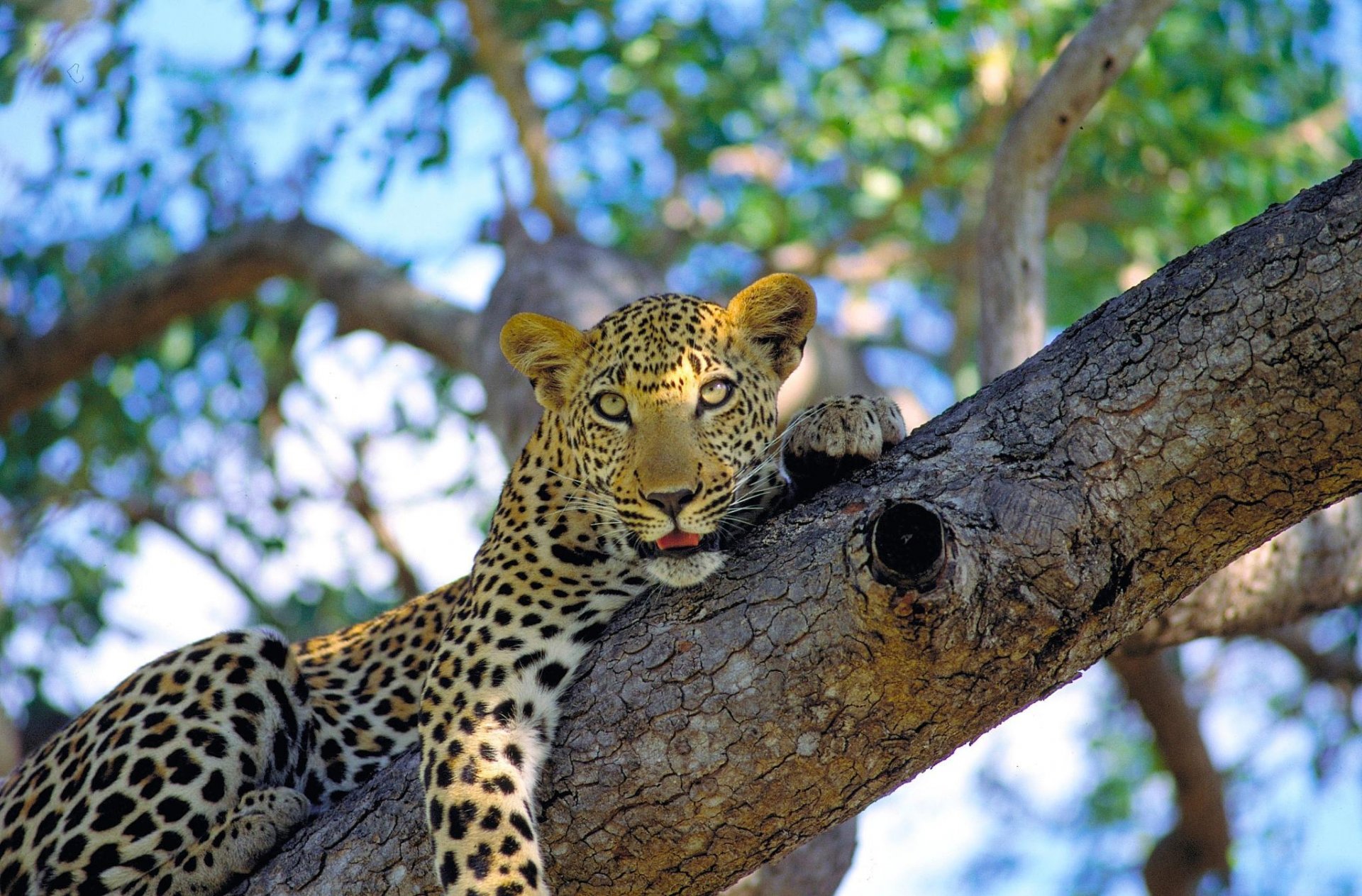 leopard spotted wild cat on the tree is watches face mustache