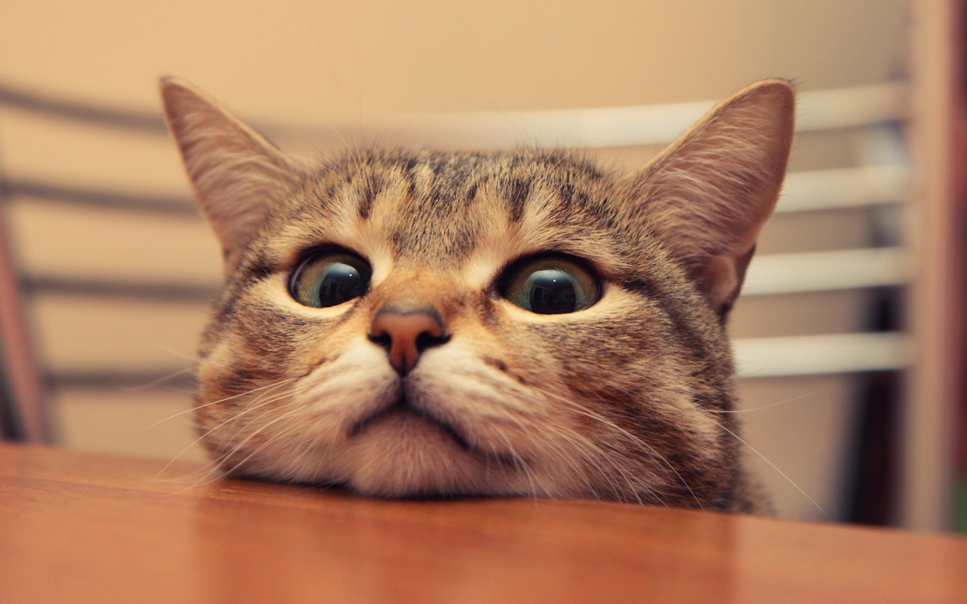 chat yeux moustache table