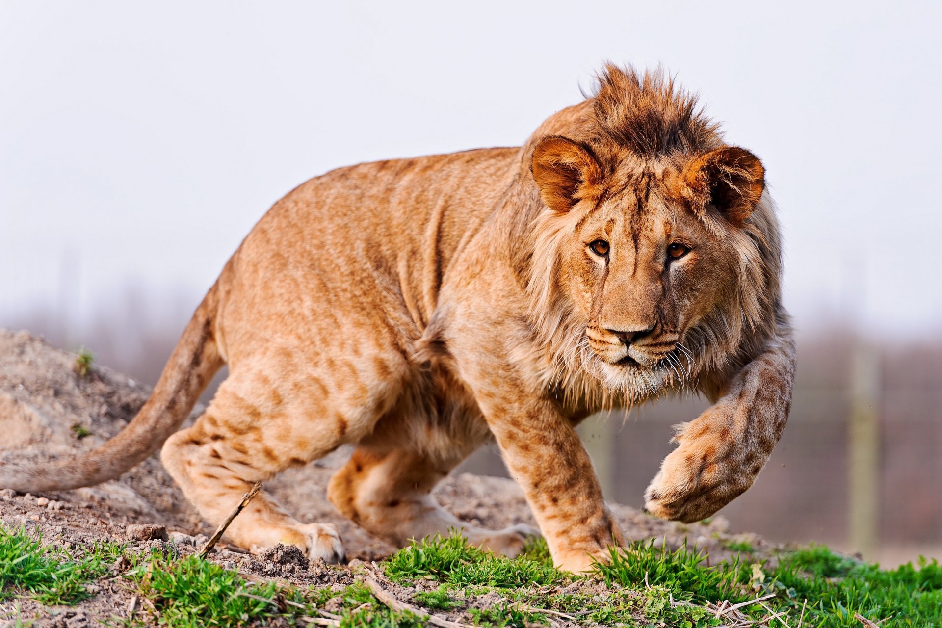 animal jeune lion pattes crinière oreilles prédateur herbe nature