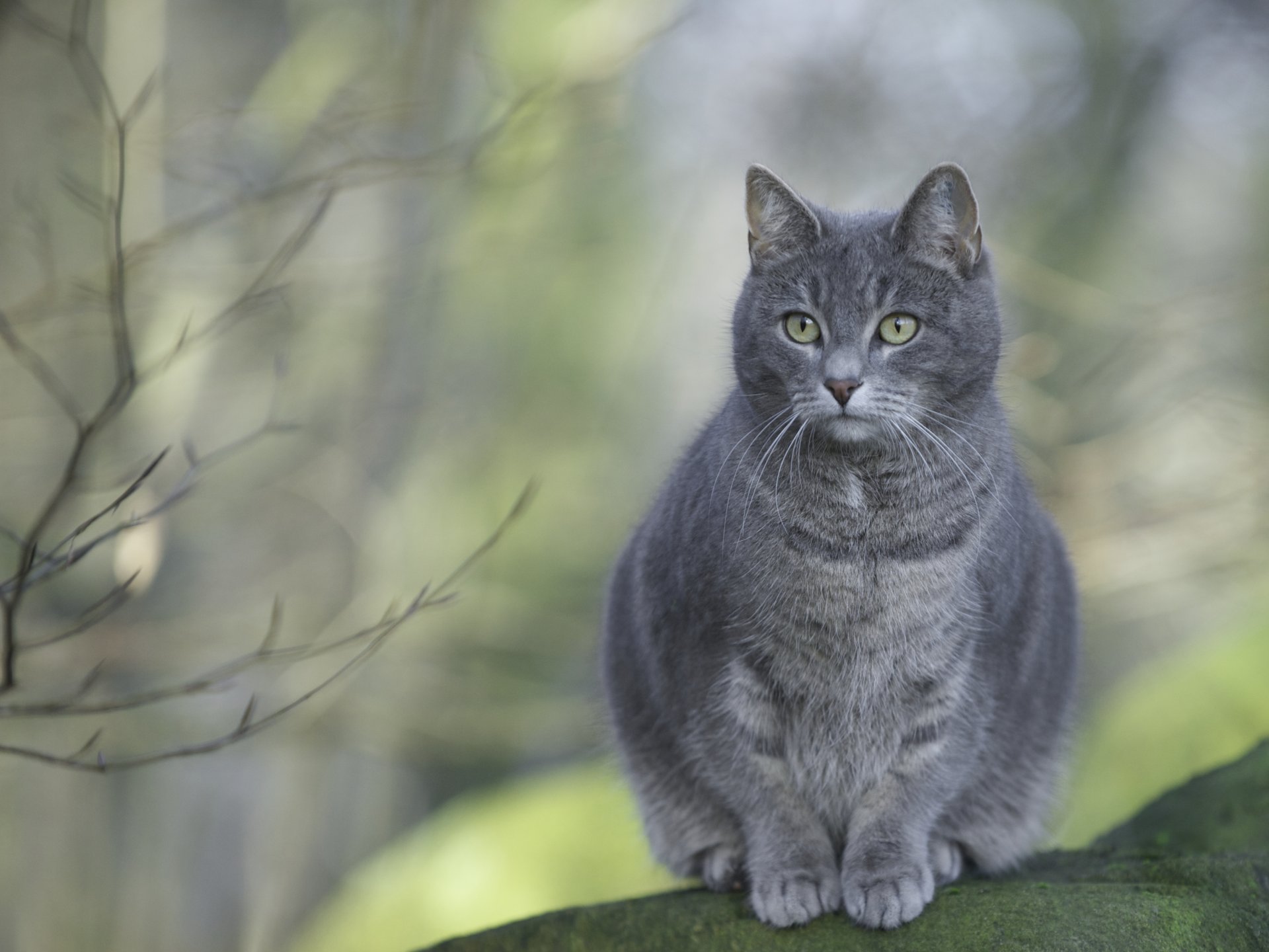 gato gris sentado