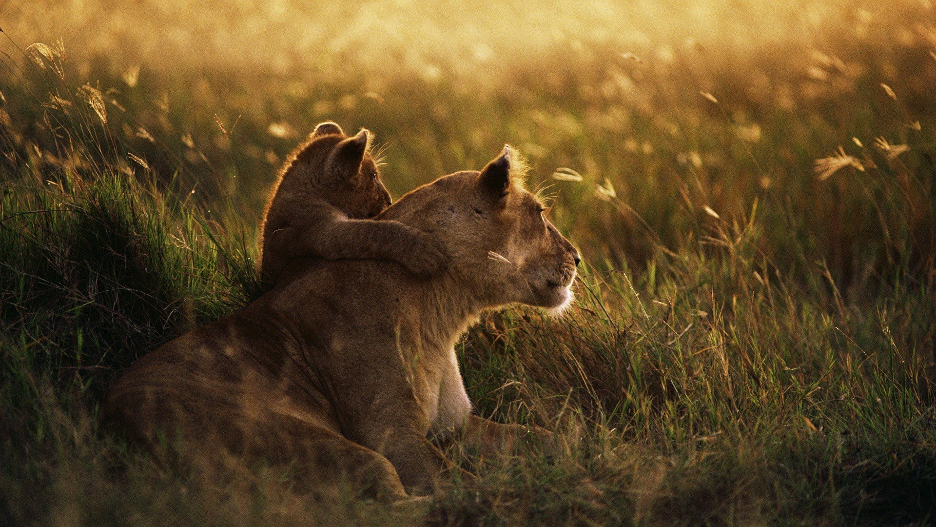 lioness lion grass family field