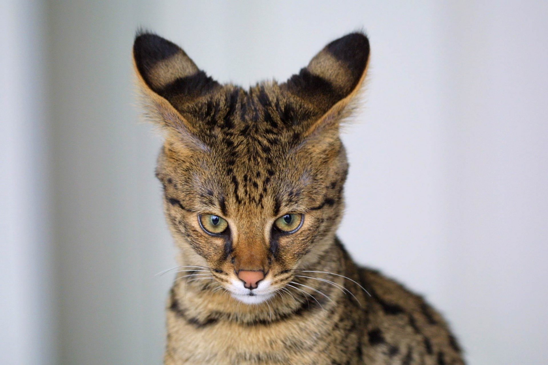 serval oreilles regard fond