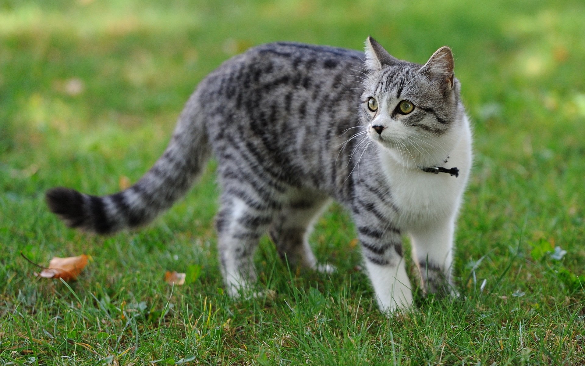 gato hierba verano