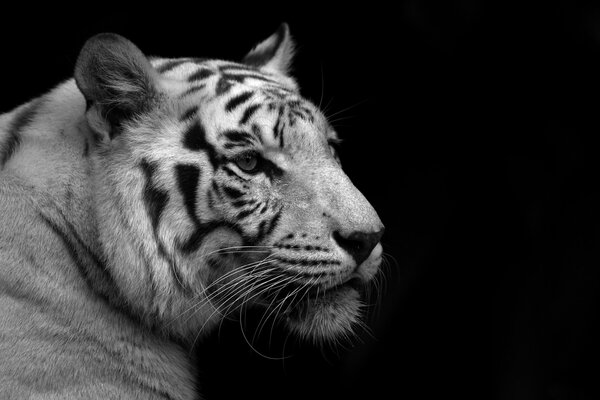 The black-and-white wallpaper where the tiger looks into the distance