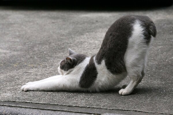 Kurzschwanz grau mit weißer Katze