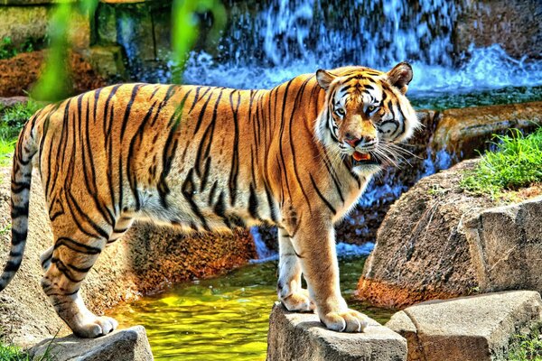 Ein gewagter Tiger auf Steinen in der Nähe eines Wasserfalls