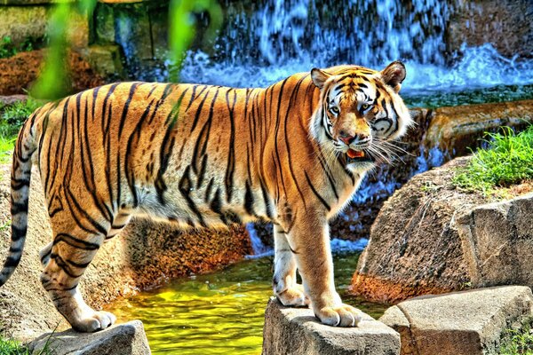 Tigre audacieux sur les rochers près de la cascade