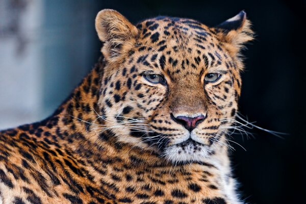 Sguardo triste del leopardo macchiato