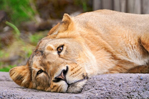 A beautiful lioness looks into the camera