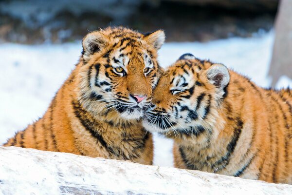 Couple de tigres caressés en hiver