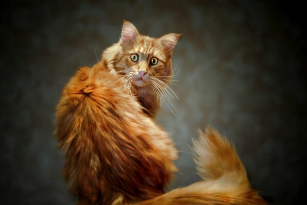 La mirada de un gato pelirrojo con una cola curvilínea