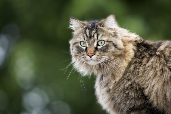 Die flauschige Katze schaut genau in die Ferne