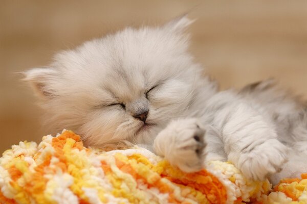 Cute fluffy kitten is sleeping sweetly