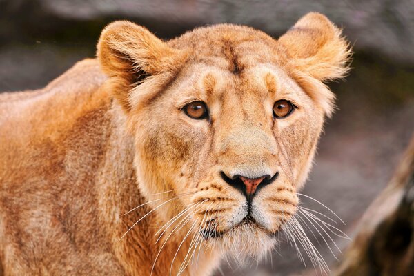 The red-haired lioness stands and looks straight