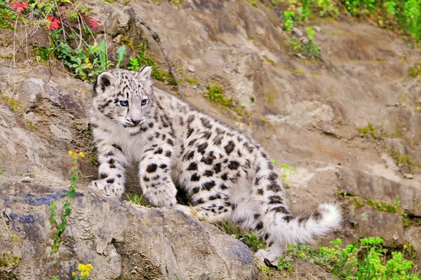 Le léopard des neiges grimpe sur un éboulis