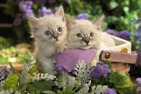 Cute kittens in a gift basket