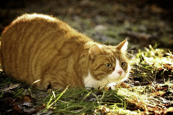 Fat cat in the summer outdoors