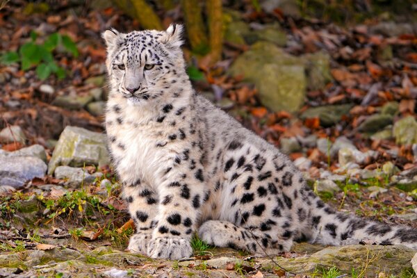 El cachorro de leopardo de las Nieves se sienta pensativamente