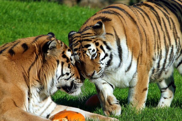Two tigers on the grass are caressing