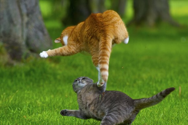 Los gatos juegan en la hierba en el césped