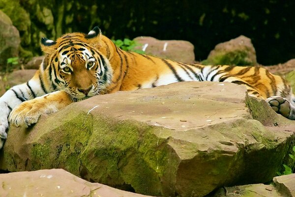 The mustachioed - striped one is lying on the rocks