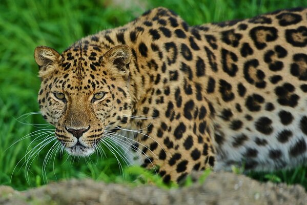 Enorme leopardo de pie y mirando