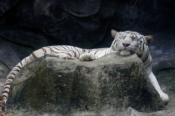 A contented albino tiger sleeps on a rock