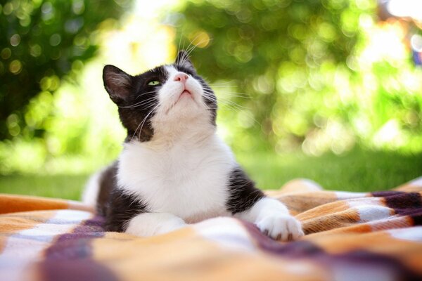 A cat on a blanket looks up