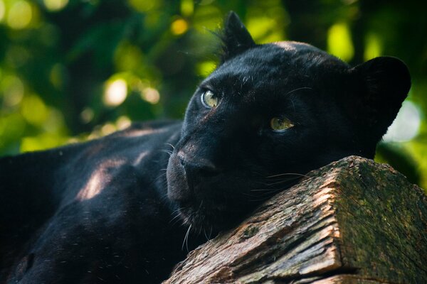 A formidable predator, the black panther