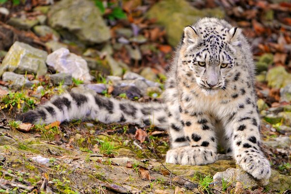 Jeune léopard des neiges dans la nature