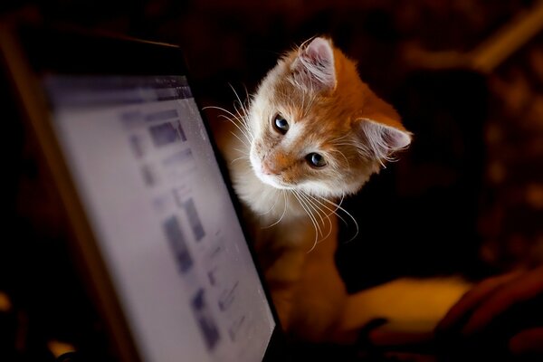 Chaton regardant dans le moniteur d ordinateur