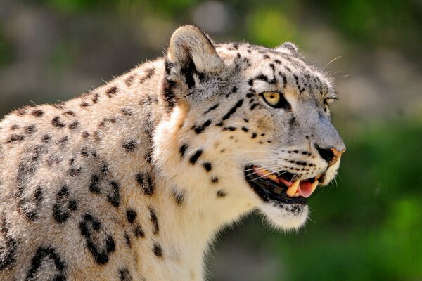 Spotted snout of a snow leopard