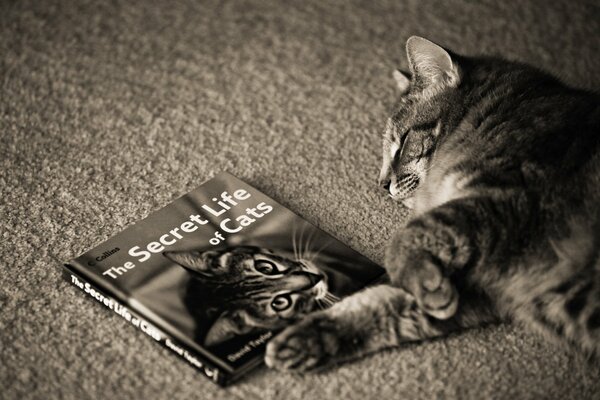 Animal, book about cats, sleeping cat