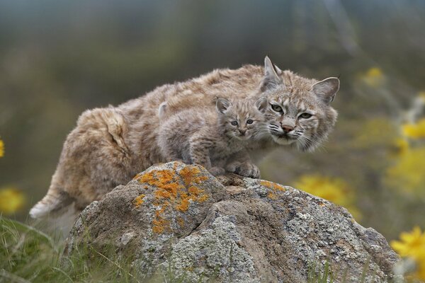 Ein Luchs mit einem Jungtier sitzt auf einem Stein