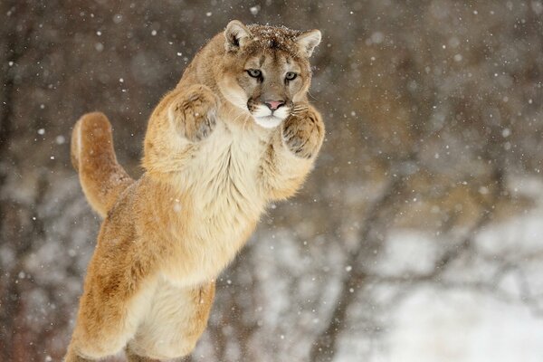 Saut Cougars sur fond de neige