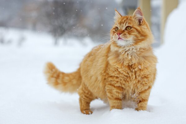 Rothaarige Katze geht im Schnee spazieren