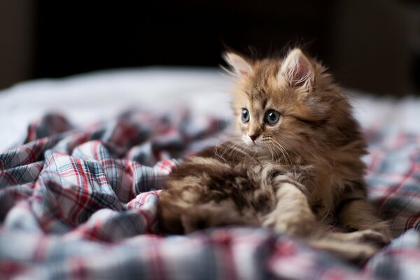 A small fluffy kitten looks into the distance