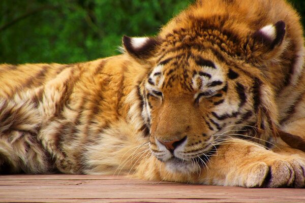 Der Tiger hat seine Pfoten gefaltet und ruht sich auf Brettern aus