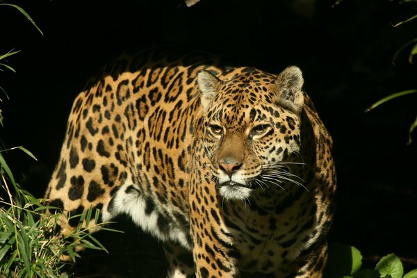Jaguar z okiem drapieżnika na polowaniu