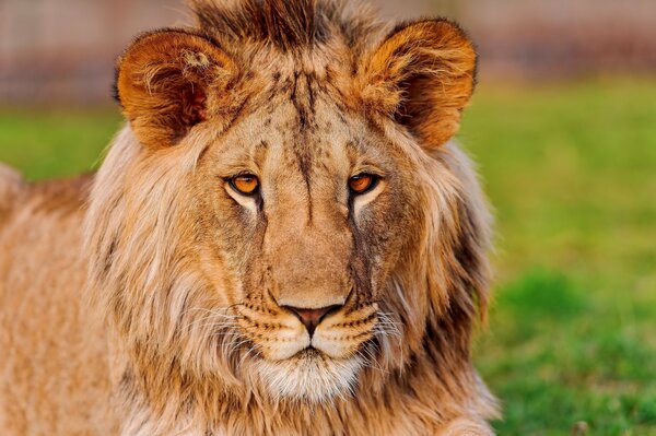 Guapo León con melena peluda