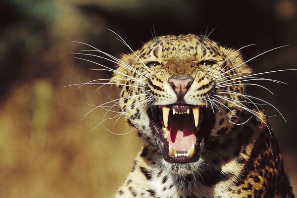 Leopardo con bigote largo y boca abierta