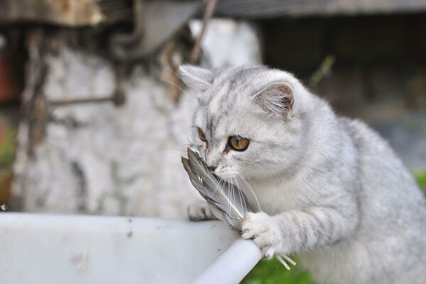 A beautiful white kitten with feathers in its paws