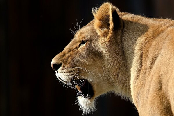 Tired lioness on the hunt